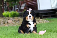 Sadie, a female Bernese Mountain Dog for sale in Dundee, OH – 2 of 10