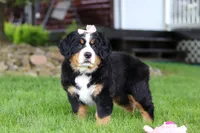 Sadie, a female Bernese Mountain Dog for sale in Dundee, OH – 6 of 10
