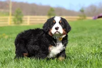 Jake, a male Bernese Mountain Dog for sale in Dundee, OH – Photo 4 of 10