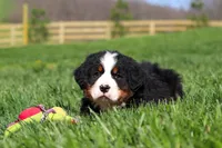 Jake, a male Bernese Mountain Dog for sale in Dundee, OH – Photo 6 of 10