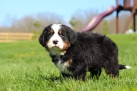 Jake, a male Bernese Mountain Dog for sale in Dundee, OH – Photo 7 of 10