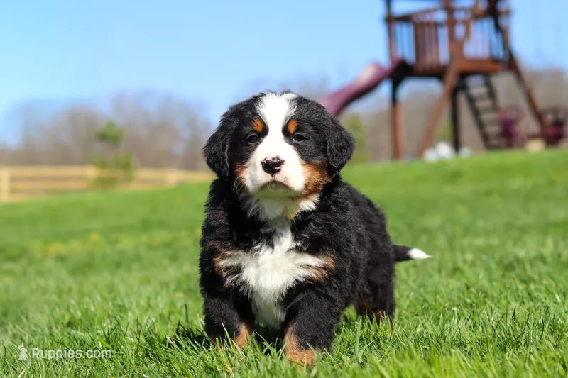 Jake – Bernese Mountain Dog puppy for sale in Dundee, OH