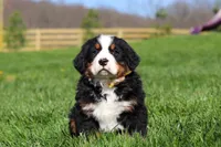 Jake, a male Bernese Mountain Dog for sale in Dundee, OH – Photo 10 of 10