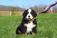 Jake, a male Bernese Mountain Dog for sale in Dundee, OH – Photo 3 of 10