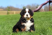 Jake, a male Bernese Mountain Dog for sale in Dundee, OH – Photo 2 of 10