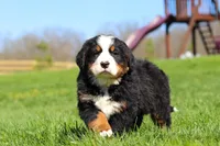 Jake, a male Bernese Mountain Dog for sale in Dundee, OH – Photo 8 of 10