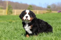 Jake, a male Bernese Mountain Dog for sale in Dundee, OH – Photo 5 of 10