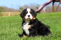 Jake, a male Bernese Mountain Dog for sale in Dundee, OH – Photo 9 of 10