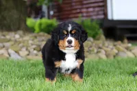 Suzi, a female Bernese Mountain Dog for sale in Dundee, OH – 10 of 10