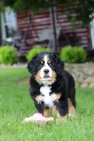 Sadie, a female Bernese Mountain Dog for sale in Dundee, OH – 9 of 10
