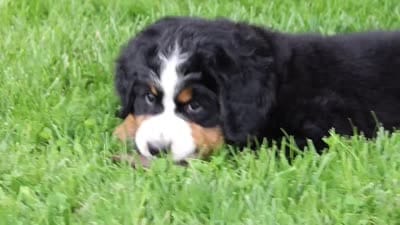 Sadie, a female Bernese Mountain Dog for sale in Dundee, OH – 10 of 10