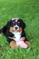 Suzi, a female Bernese Mountain Dog for sale in Dundee, OH – 7 of 10