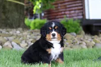Suzi, a female Bernese Mountain Dog for sale in Dundee, OH – 5 of 10