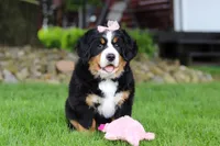 Sadie, a female Bernese Mountain Dog for sale in Dundee, OH – 4 of 10
