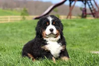 Drew, a male Bernese Mountain Dog for sale in Dundee, OH – Photo 6 of 10