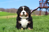 Drew, a male Bernese Mountain Dog for sale in Dundee, OH – Photo 9 of 10
