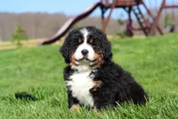Drew, a male Bernese Mountain Dog for sale in Dundee, OH – Photo 2 of 10