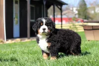 Drew, a male Bernese Mountain Dog for sale in Dundee, OH – Photo 3 of 10