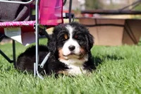 Drew, a male Bernese Mountain Dog for sale in Dundee, OH – Photo 8 of 10