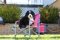 Drew, a male Bernese Mountain Dog for sale in Dundee, OH – Photo 10 of 10