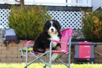 Drew, a male Bernese Mountain Dog for sale in Dundee, OH – Photo 1 of 10