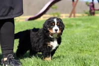 Drew, a male Bernese Mountain Dog for sale in Dundee, OH – Photo 7 of 10