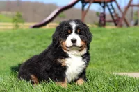 Drew, a male Bernese Mountain Dog for sale in Dundee, OH – Photo 5 of 10