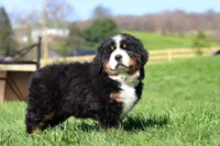 Drew, a male Bernese Mountain Dog for sale in Dundee, OH – Photo 4 of 10