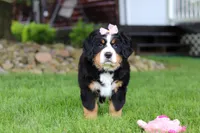Sadie, a female Bernese Mountain Dog for sale in Dundee, OH – 7 of 10