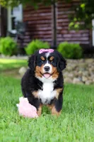 Suzi, a female Bernese Mountain Dog for sale in Dundee, OH – 4 of 10