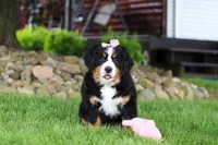 Sadie, a female Bernese Mountain Dog for sale in Dundee, OH – 3 of 10