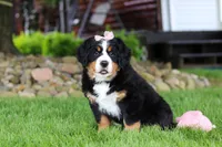 Sadie, a female Bernese Mountain Dog for sale in Dundee, OH – 5 of 10