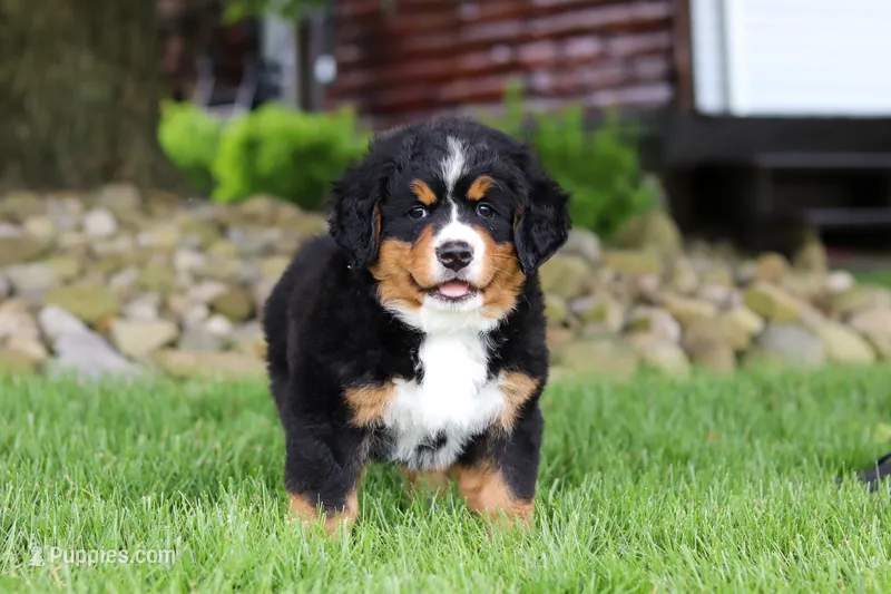 Suzi – Bernese Mountain Dog puppy for sale in Dundee, OH