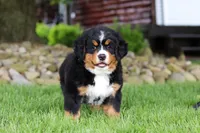 Suzi, a female Bernese Mountain Dog for sale in Dundee, OH – 1 of 10