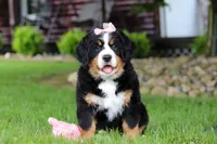 Sadie, a female Bernese Mountain Dog for sale in Dundee, OH – 8 of 10
