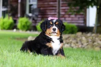 Suzi, a female Bernese Mountain Dog for sale in Dundee, OH – 2 of 10