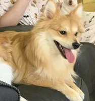 Teddy, a male Pomeranian for sale in Garland, TX – 2 of 3
