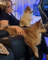 Teddy, a male Pomeranian for sale in Garland, TX – 3 of 3