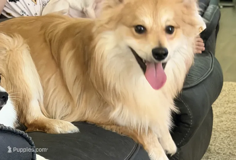 Teddy – Pomeranian puppy for sale in Garland, TX