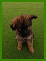 Green, a male German Shepherd Dog for sale in Naples Park, FL – 2 of 7