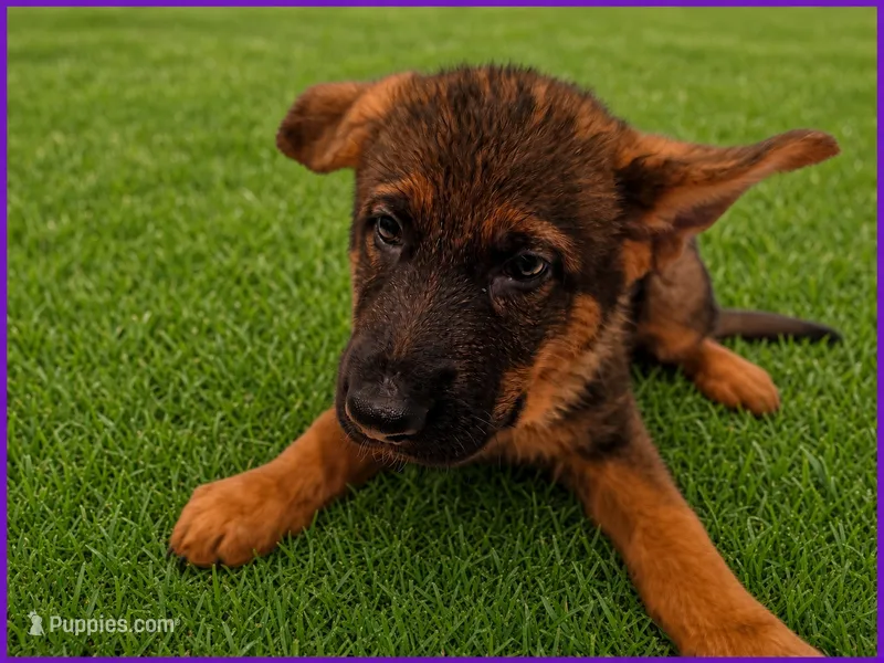 Purple  – German Shepherd Dog puppy for sale in Naples Park, FL