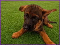 Purple , a female German Shepherd Dog for sale in Naples Park, FL – 1 of 7