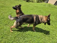 Blue, a male German Shepherd Dog for sale in Naples Park, FL – 4 of 7