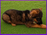 Purple , a female German Shepherd Dog for sale in Naples Park, FL – 2 of 7