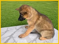 Yellow, a female German Shepherd Dog for sale in Naples Park, FL – 2 of 9