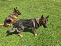 Pink, a female German Shepherd Dog for sale in Naples Park, FL – 6 of 7