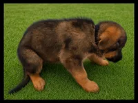 Black, a male German Shepherd Dog for sale in Naples Park, FL – 3 of 7