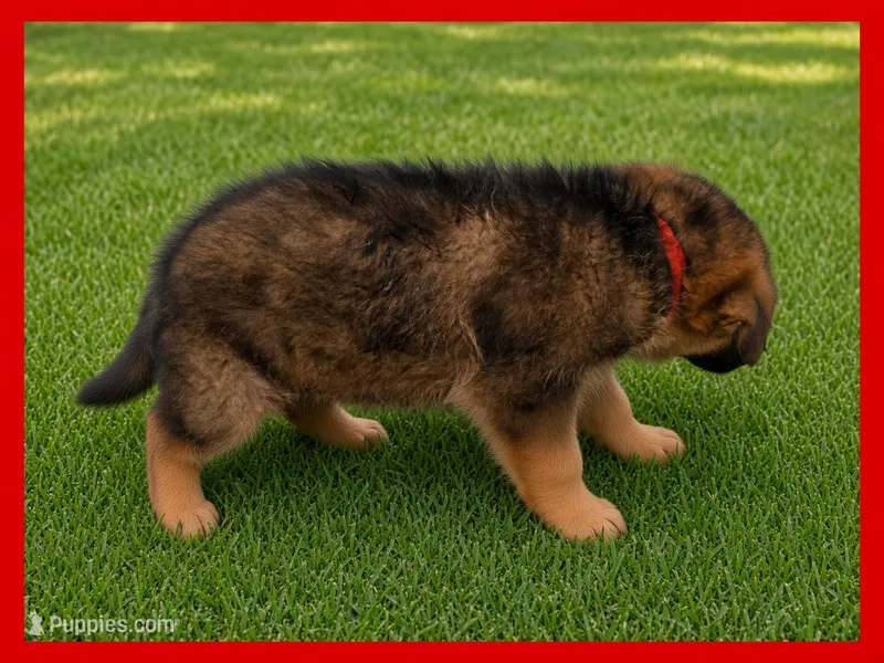 Red – German Shepherd Dog puppy for sale in Naples Park, FL