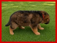 Red, a male German Shepherd Dog for sale in Naples Park, FL – 1 of 8