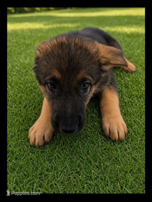 Black – German Shepherd Dog puppy for sale in Naples Park, FL